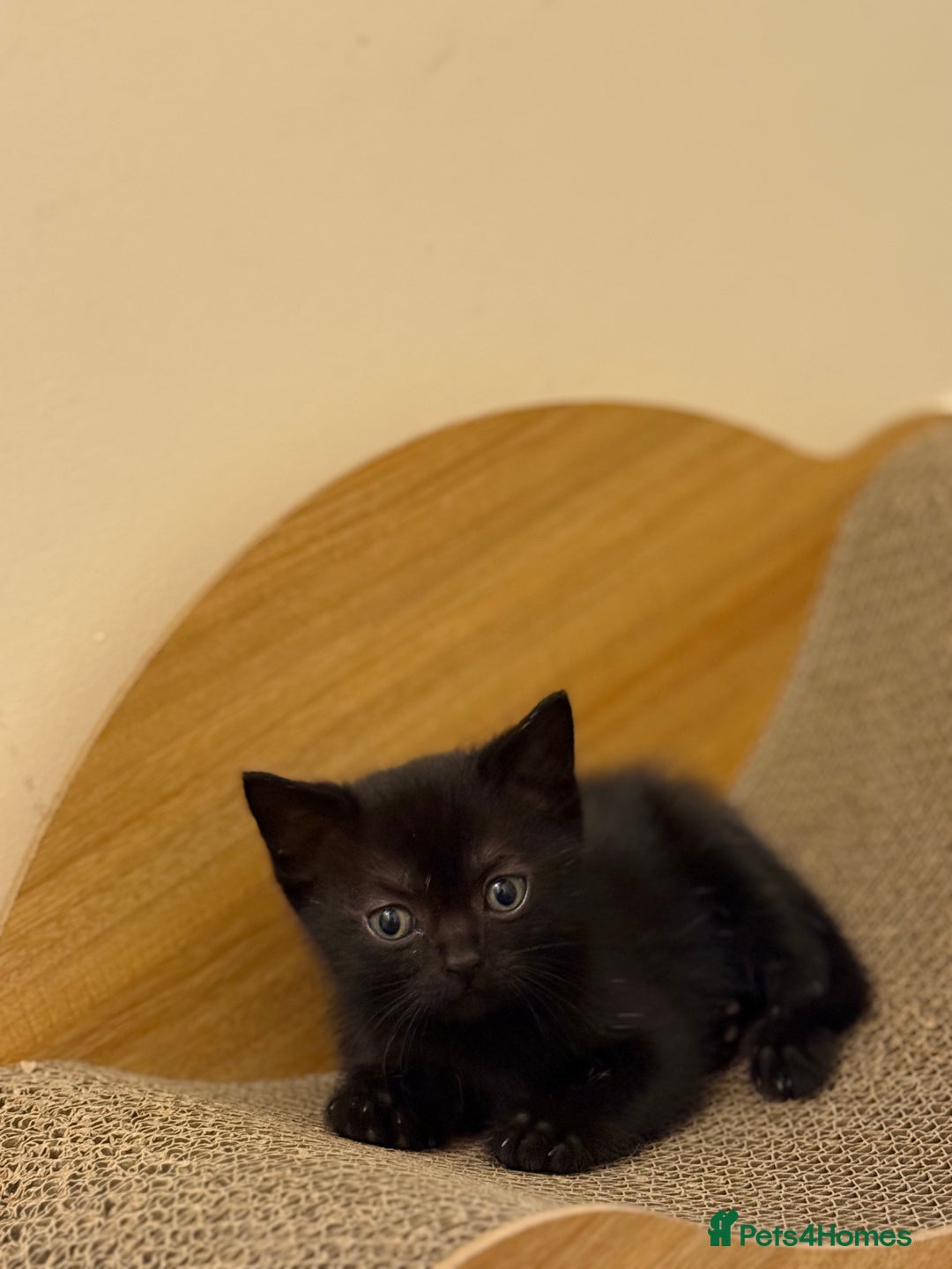 British Shorthair cats for sale: BSH X Scottish  - Image 17