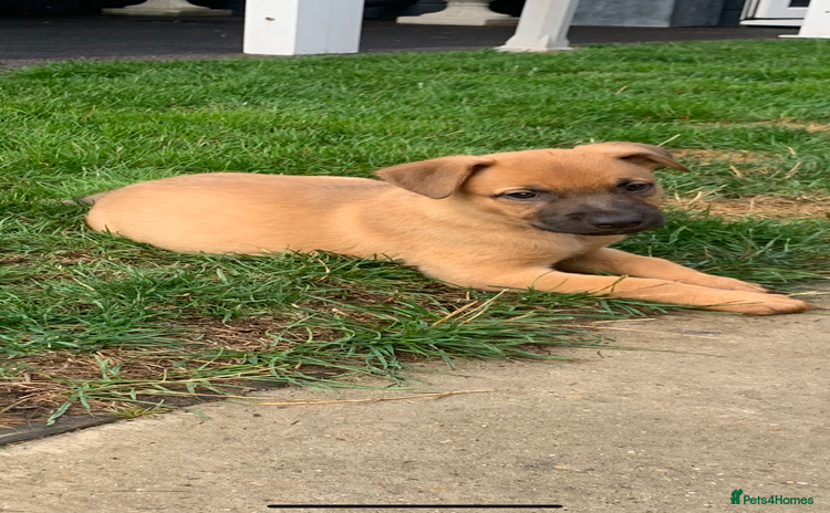 Mixed Breed dogs - Advert 1