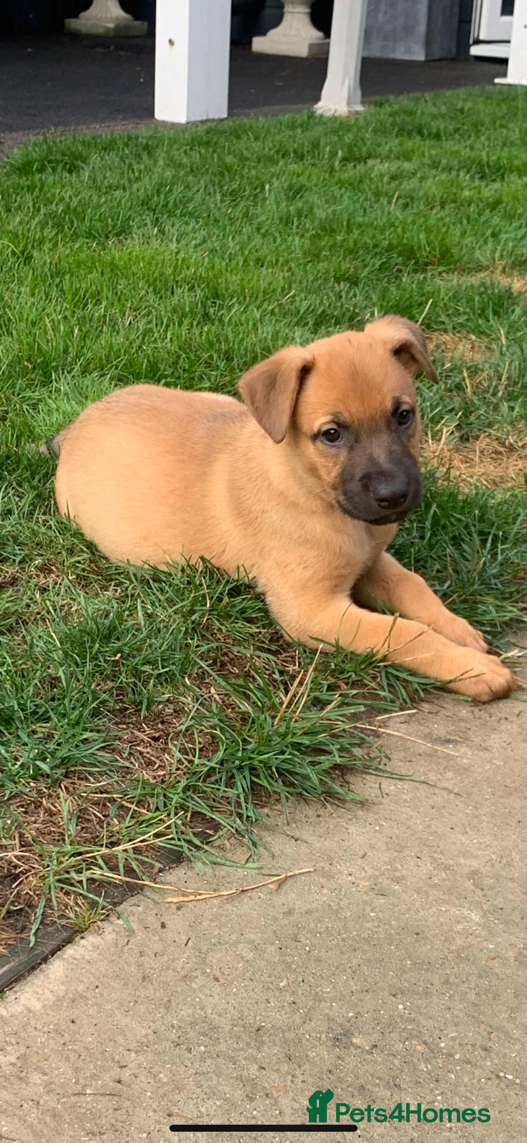 Mixed Breed dogs for sale: German shepherd hybrid for sale - Image 1