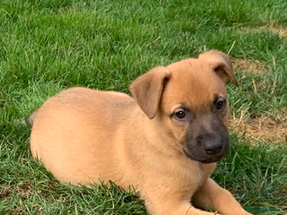 Mixed Breed dogs - Advert 4