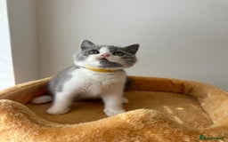 British Shorthair cats for sale: 🐻 STUNNING GIRL GCCF REGISTERED REDUCED LAST 1 🐻 - Image 27