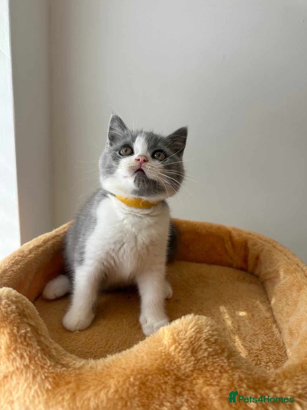 British Shorthair cats for sale: 🐻 STUNNING GIRL GCCF REGISTERED REDUCED LAST 1 🐻 - Image 27