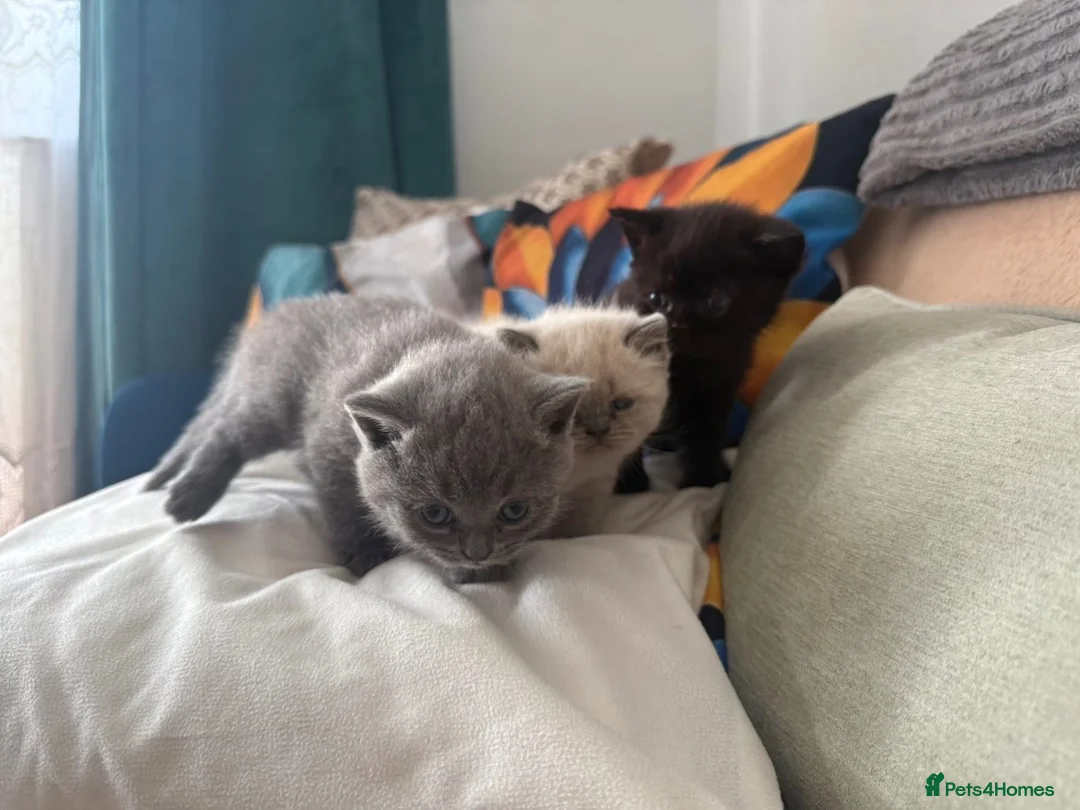 British Shorthair cats for sale: British Shorthair Kittens in London - Advert 2