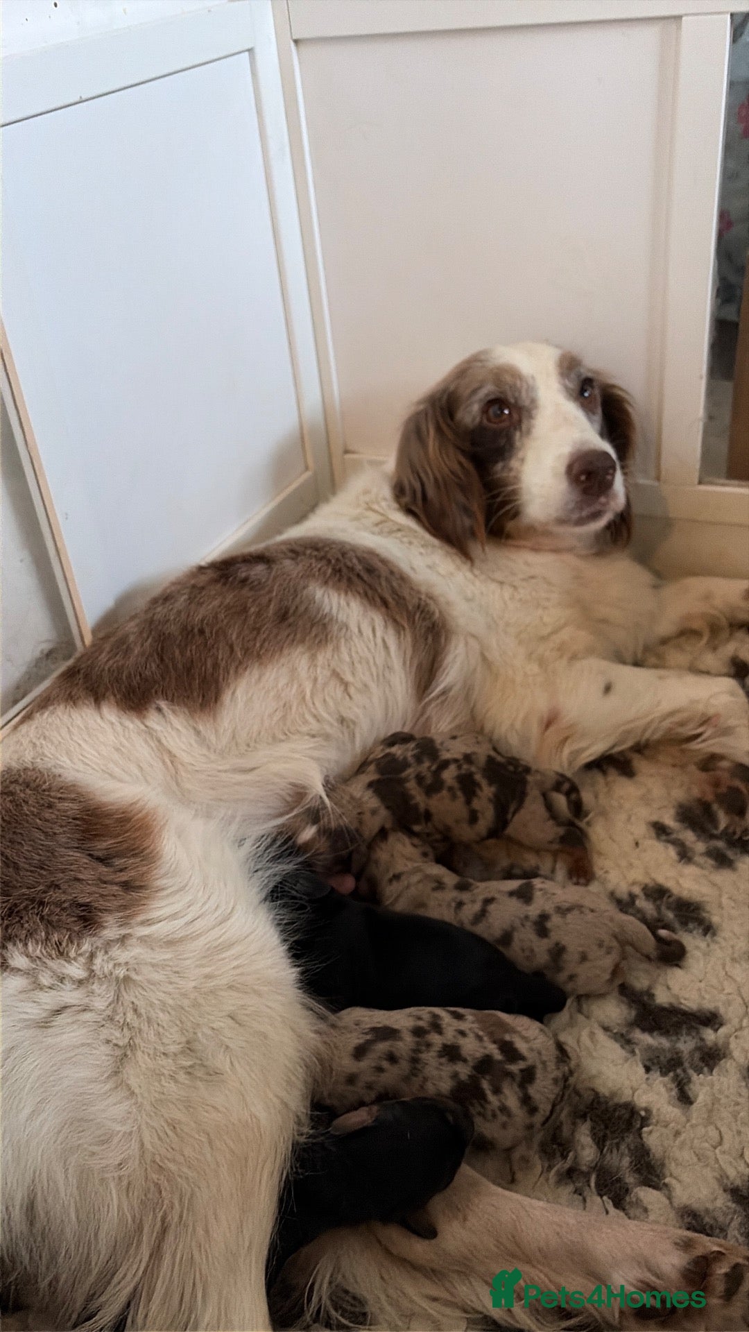 Mixed Breed dogs Beautiful Cocker X pups  - Advert 1
