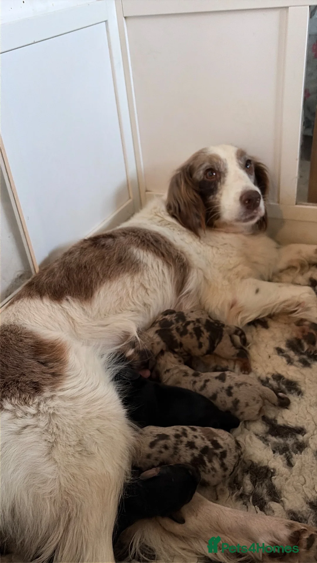 Mixed Breed dogs for sale: Beautiful Cocker X pups  - Advert 1