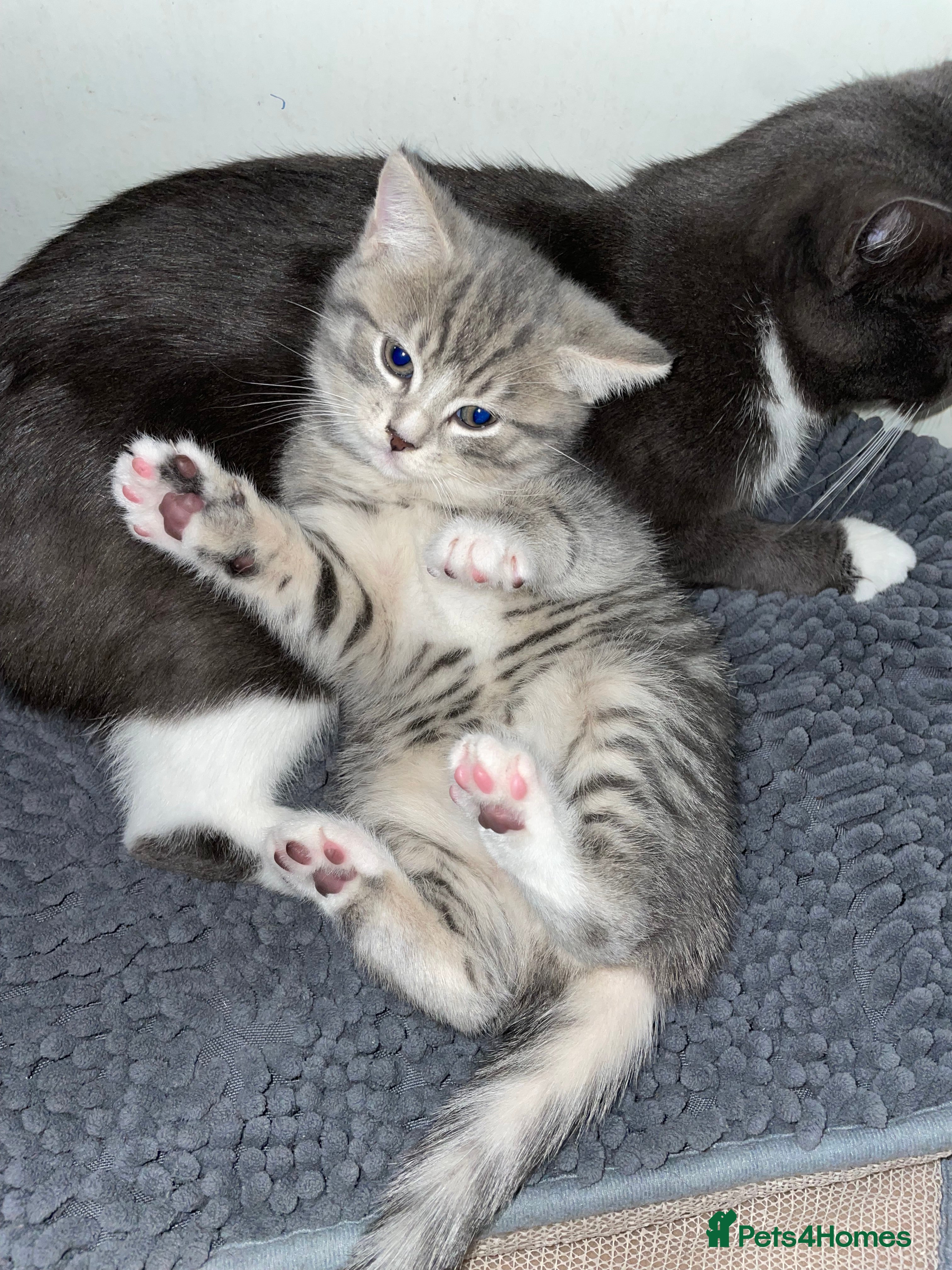 Domestic Shorthair cats Silver tabby  - Advert 13