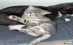 British Shorthair cats for sale: Silver tabby  - Image 1