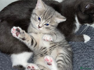 British Shorthair cats - Advert 1