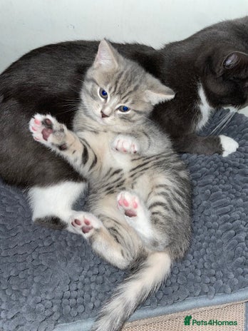 British Shorthair cats - Advert 1