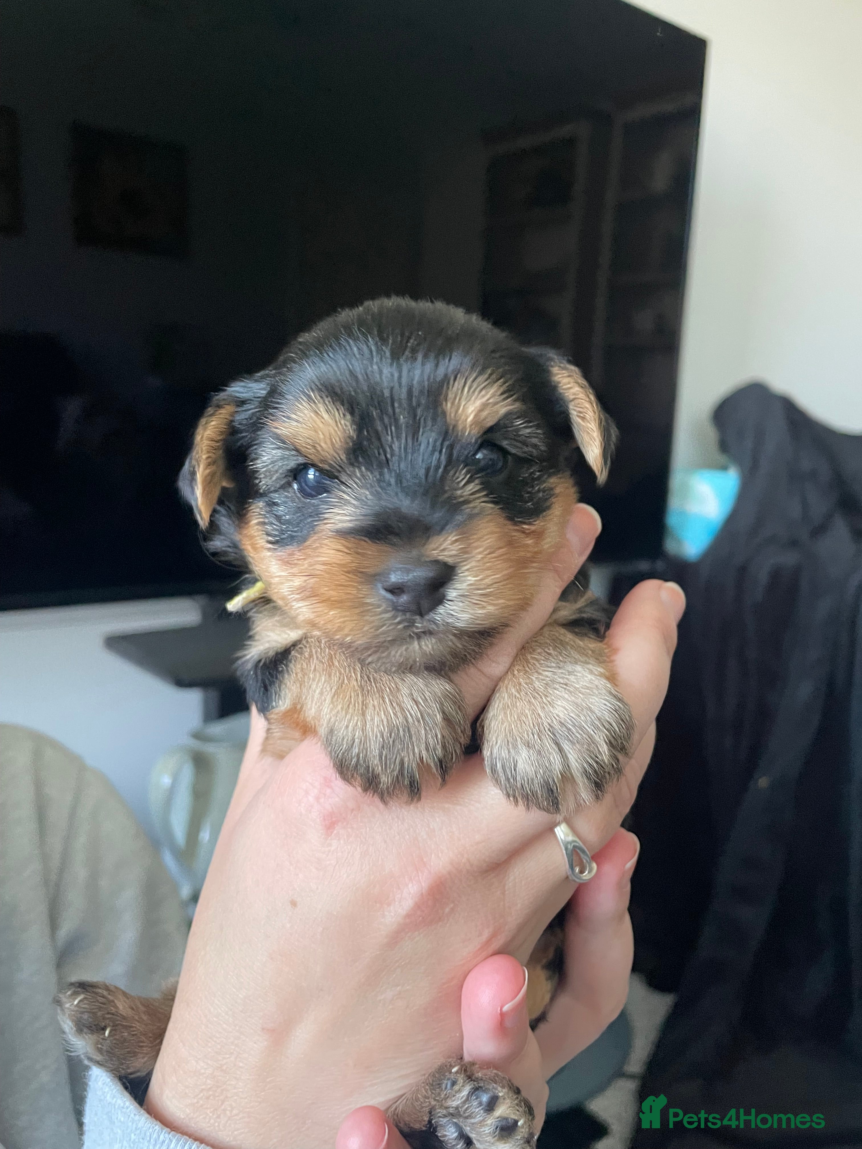 Yorkshire Terrier dogs Yorkshire Terrier puppies for sale - Advert 17