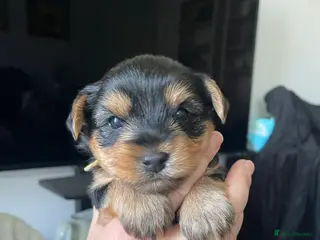 Yorkshire Terrier dogs Yorkshire Terrier puppies for sale - Advert 17