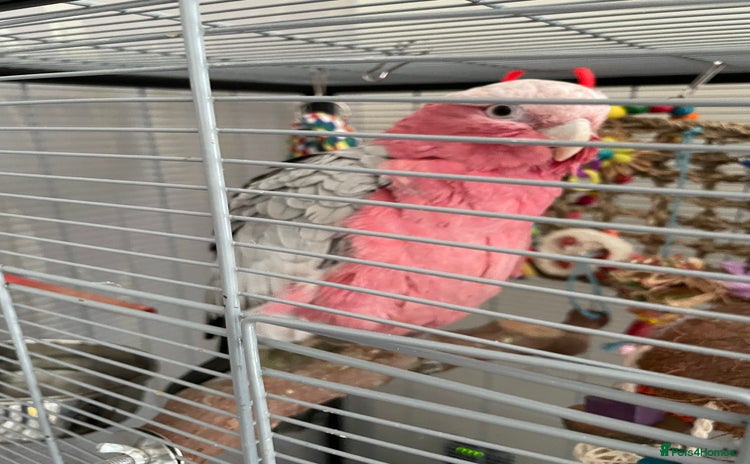 Cockatoo birds - Advert 1