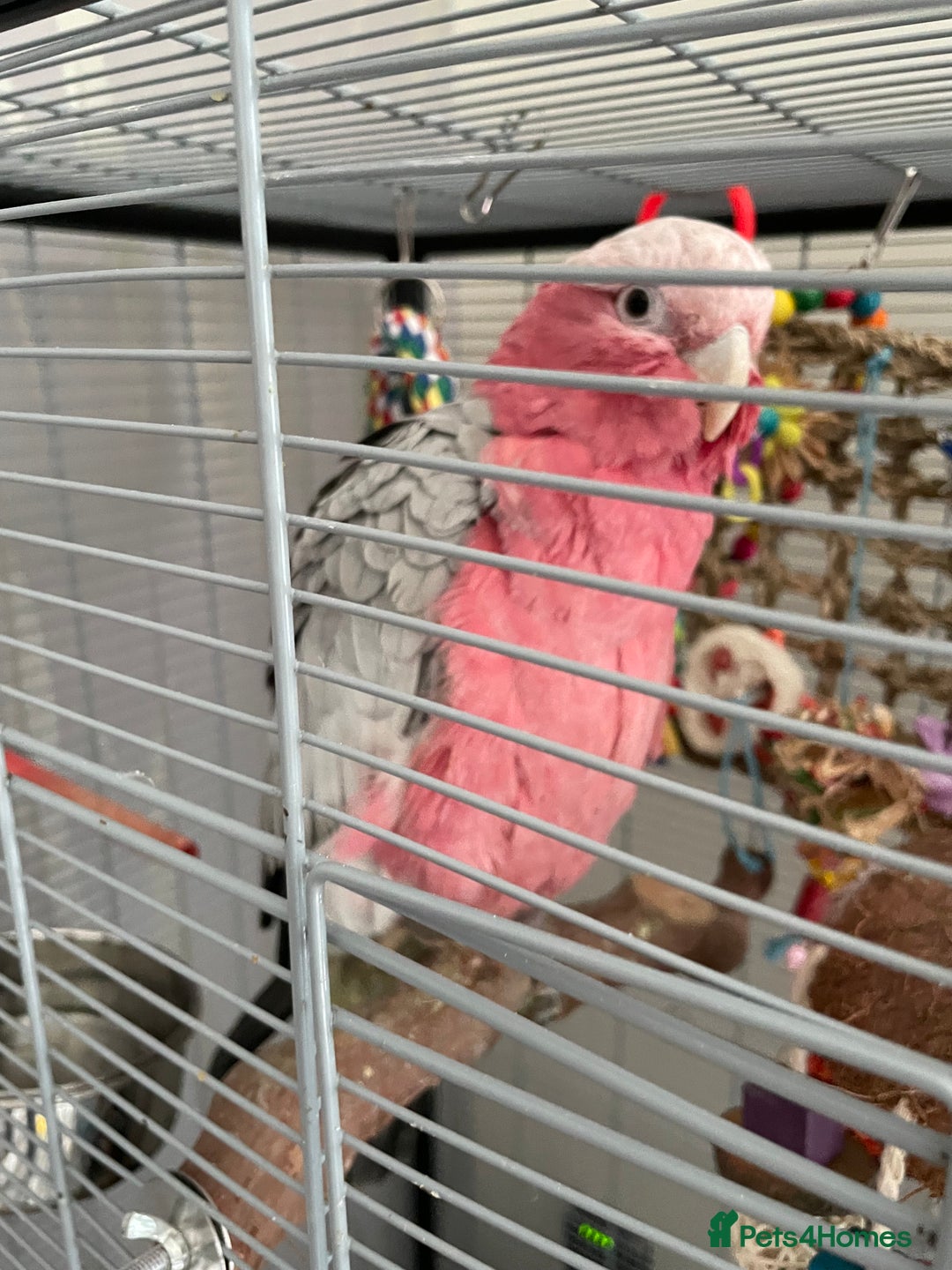 Cockatoo birds for sale: Galah cockatoo - Image 1