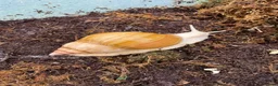 Snails invertebrates for sale: Albino Giant African Snails for sale! - Advert 6