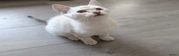 Mixed Breed cats for sale: White/cream female kitten - Advert 2