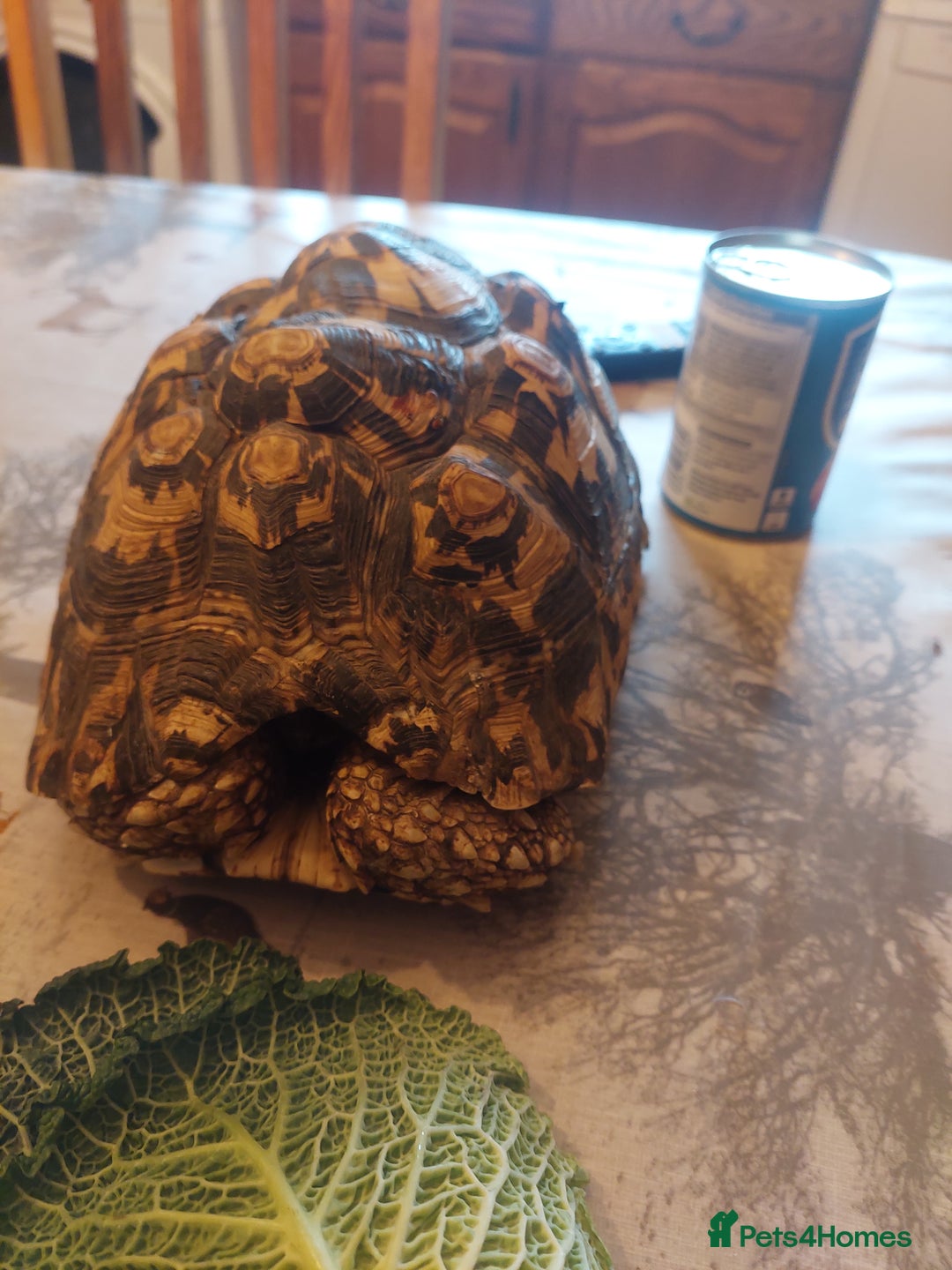 Tortoise reptiles for sale: Large female leopard Tortoise  - Advert 3