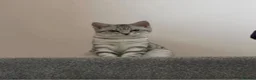 Maine Coon cats for sale: Pure bred Maine Coon - Advert 2