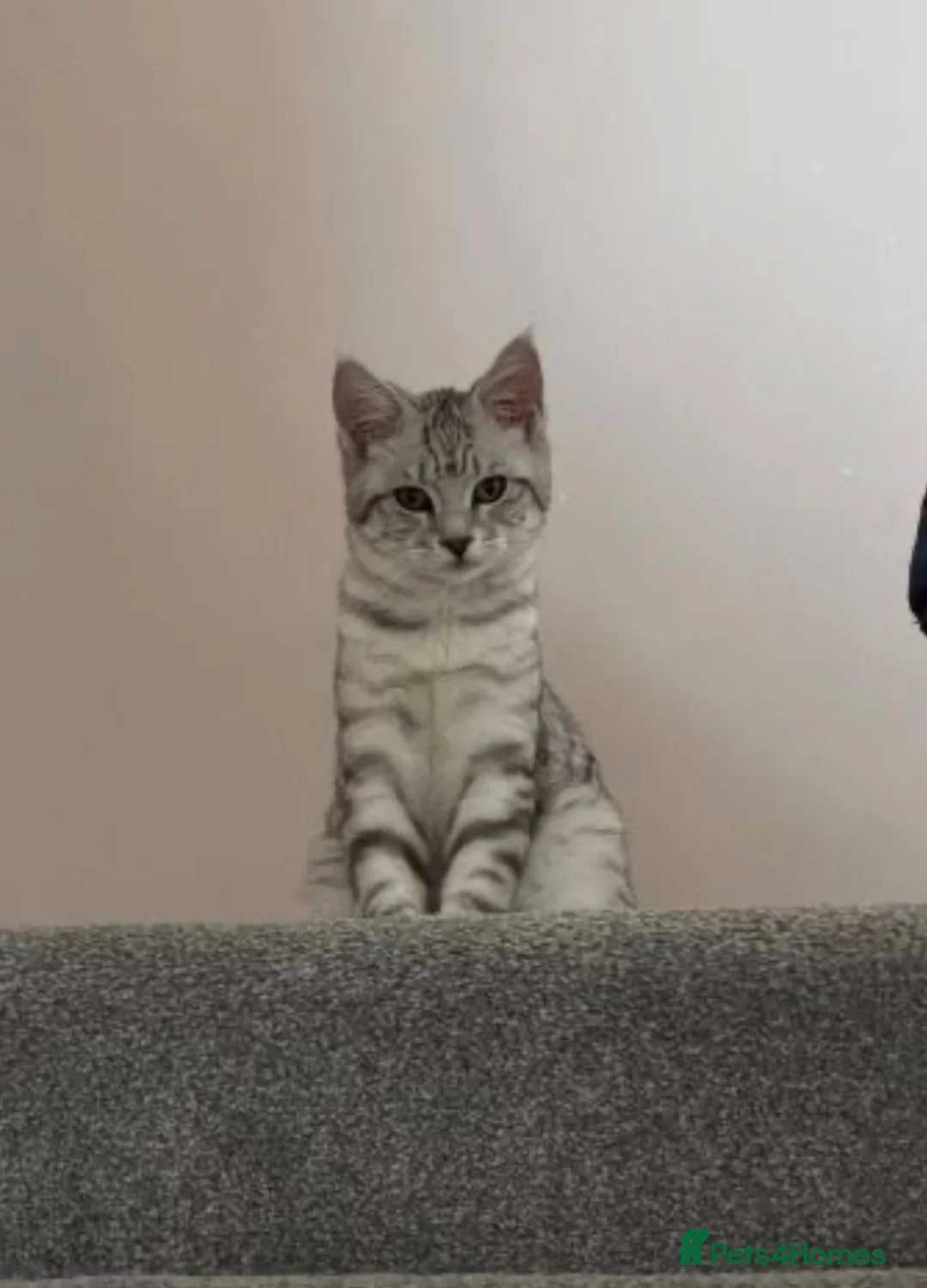 Maine Coon cats for sale: Pure bred Maine Coon - Advert 2