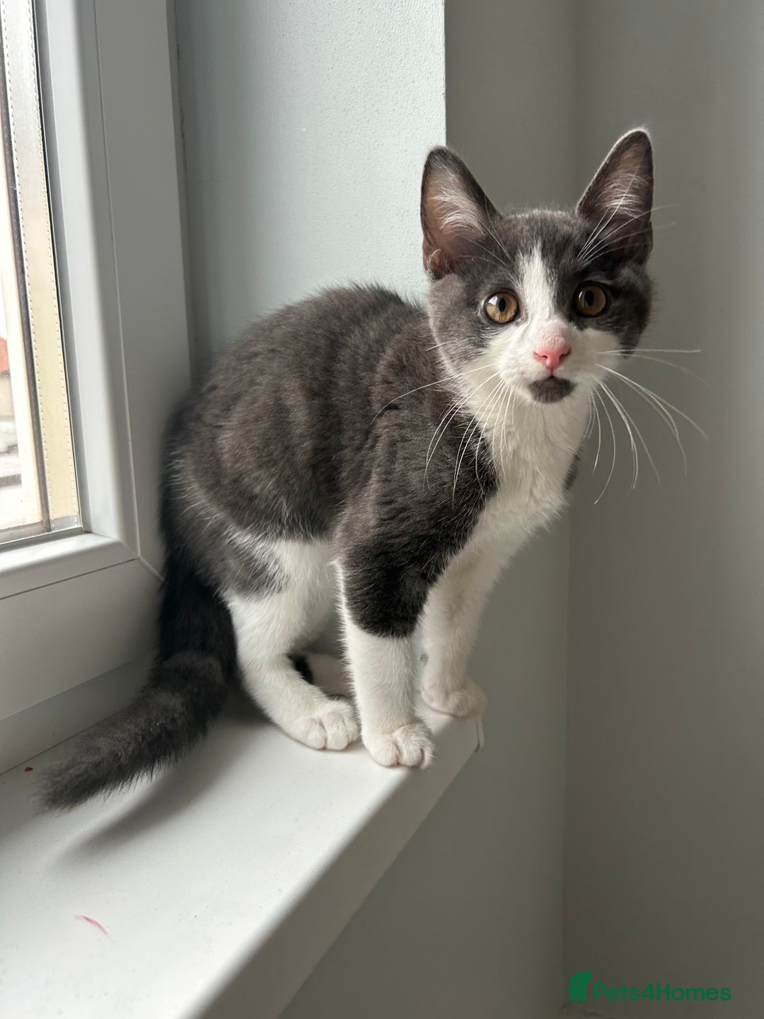 Russian Blue cats for sale: Charming Blue Boys - Image 8