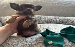 Chihuahua dogs for sale: ** Absolutely stunning small Chihuahuas ** - Image 6