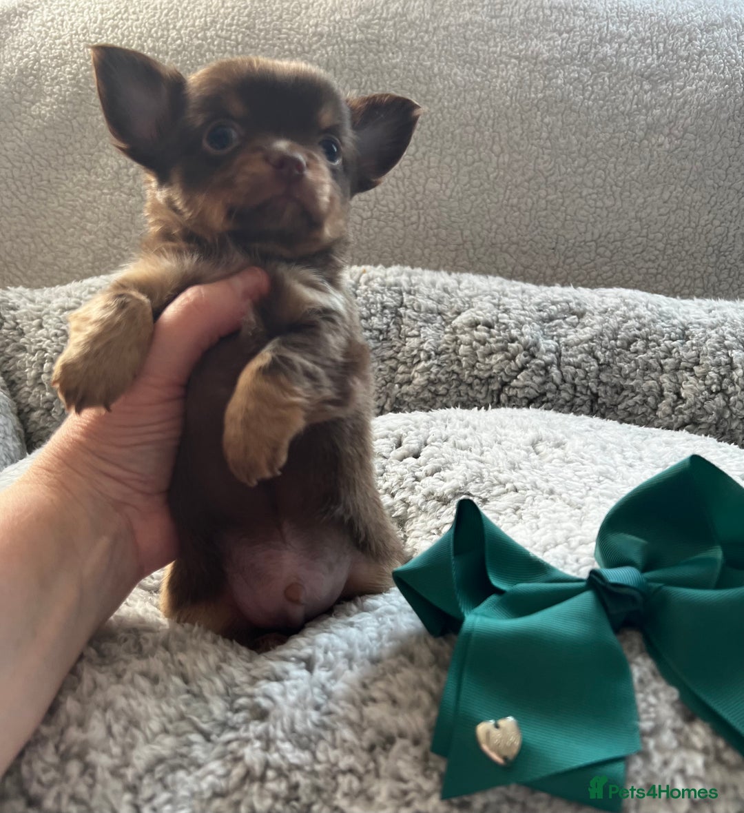 Chihuahua dogs for sale: ** Absolutely stunning small Chihuahuas ** - Image 6