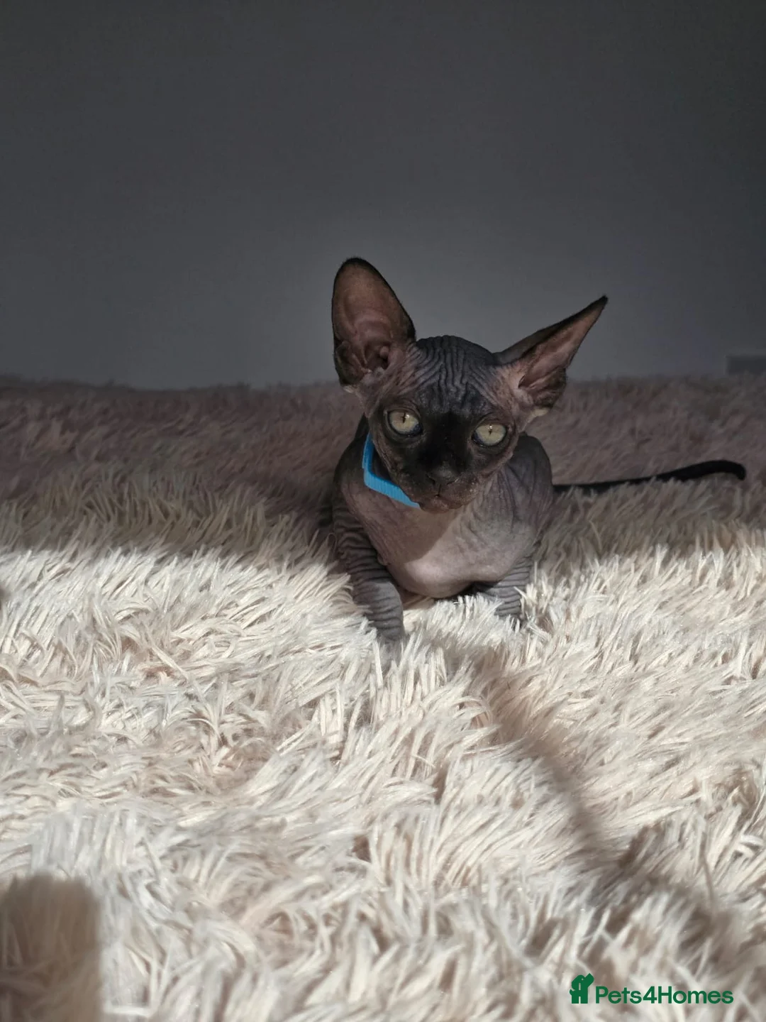 Sphynx cats for sale: Adorable kittens  - Advert 40