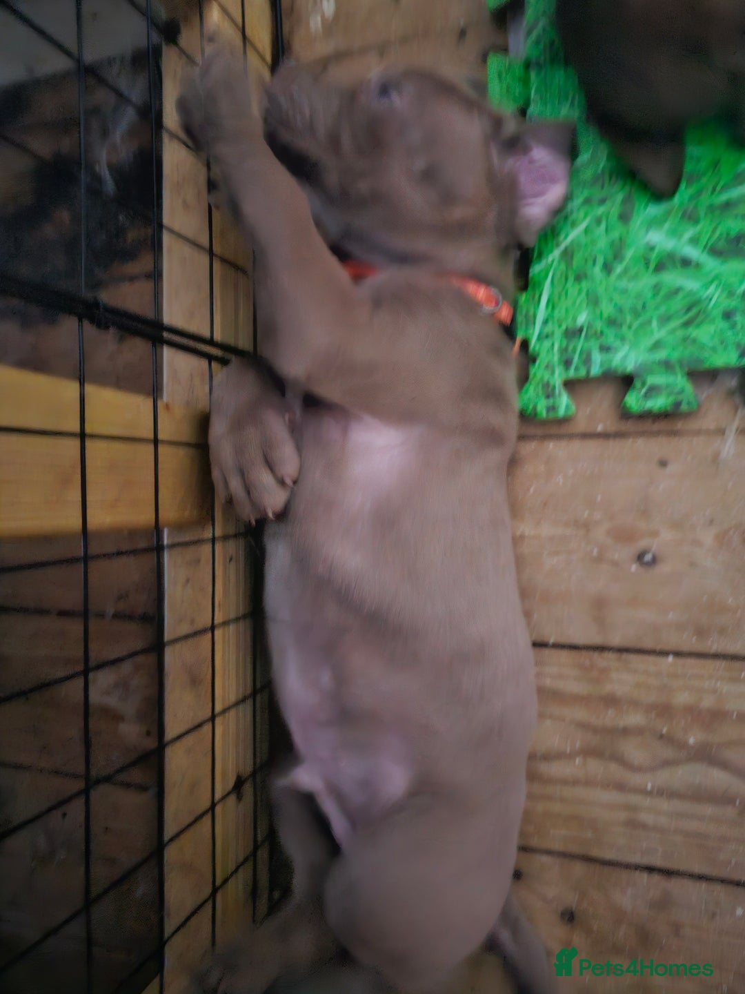 Mastiff dogs for sale: Mastiff Hybrids  - Image 9