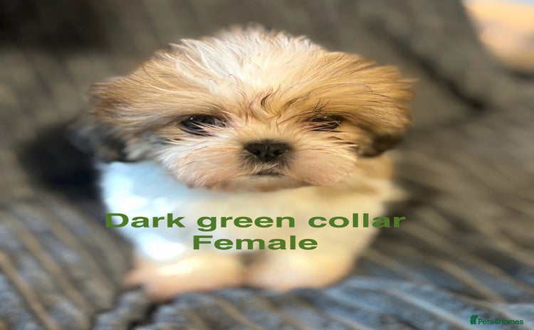 Shih Tzu dogs - Advert 1