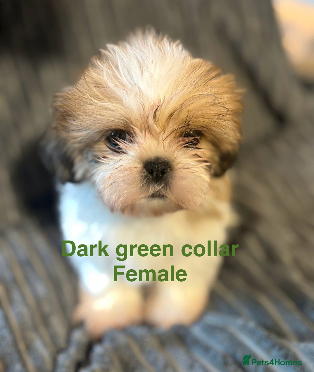Shih Tzu dogs for sale: Imperial shih-tzu puppy’s for sale  - Image 1