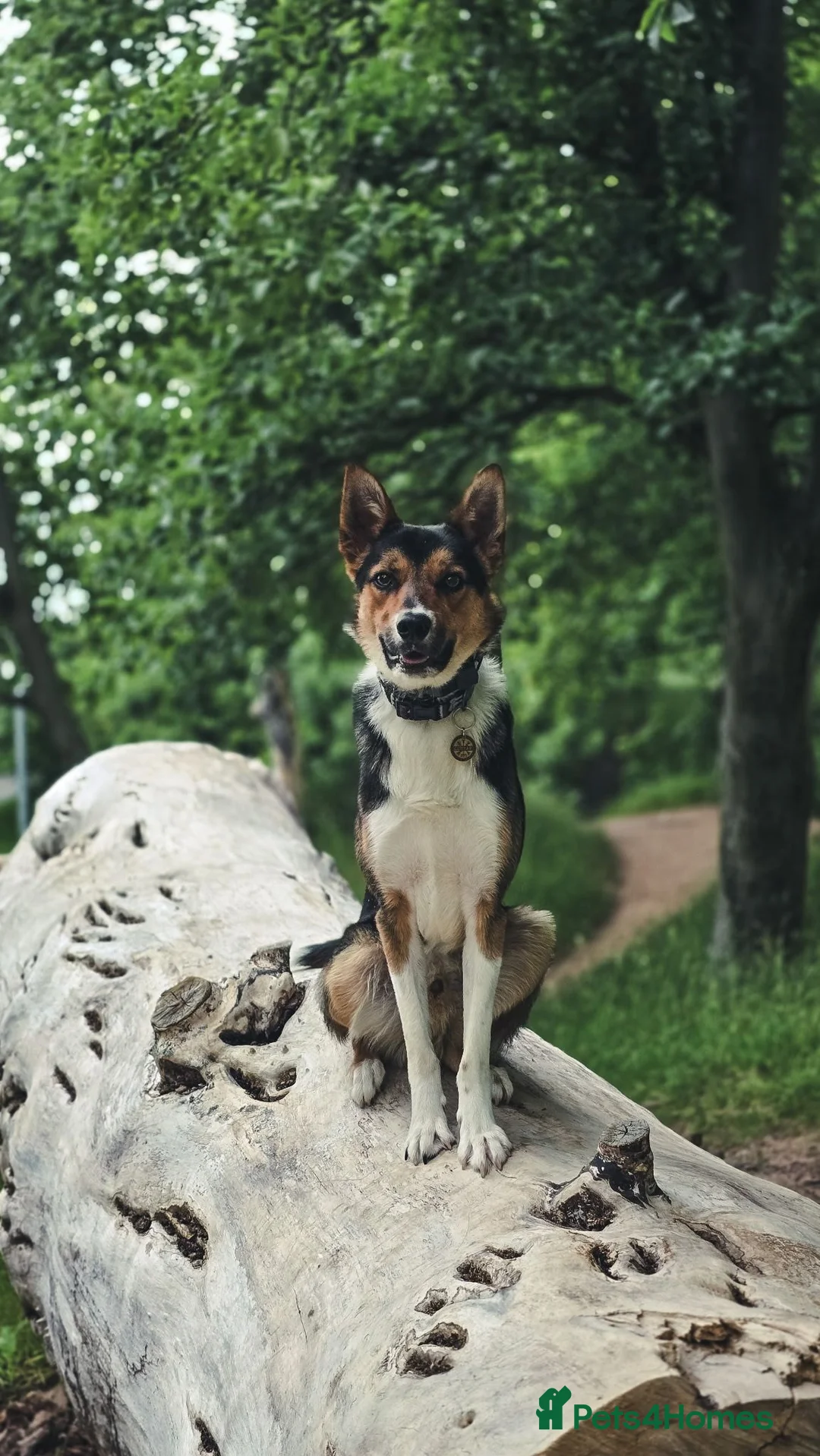 Border Collie dogs for sale: Male Border Collie  - Advert 2