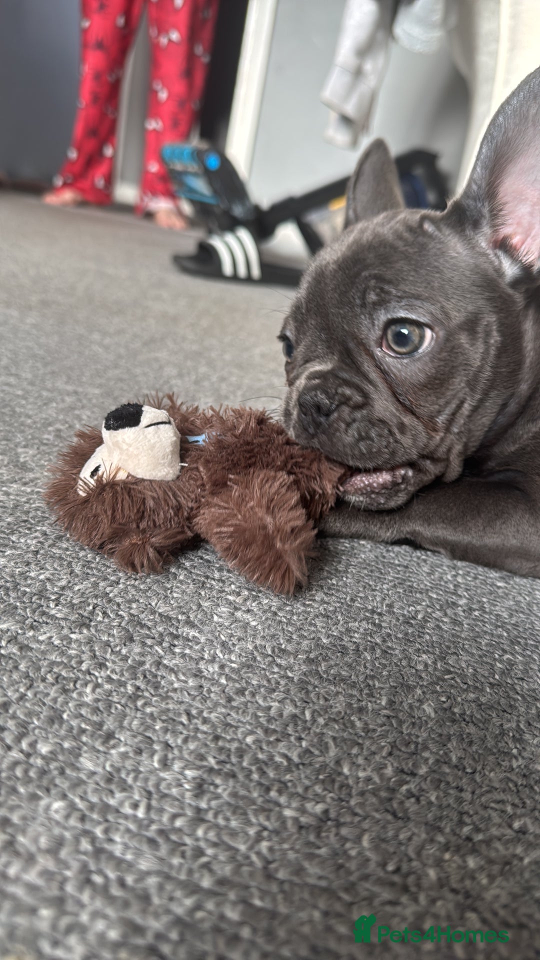 French Bulldog dogs for sale: Frenchie for new home - Image 3