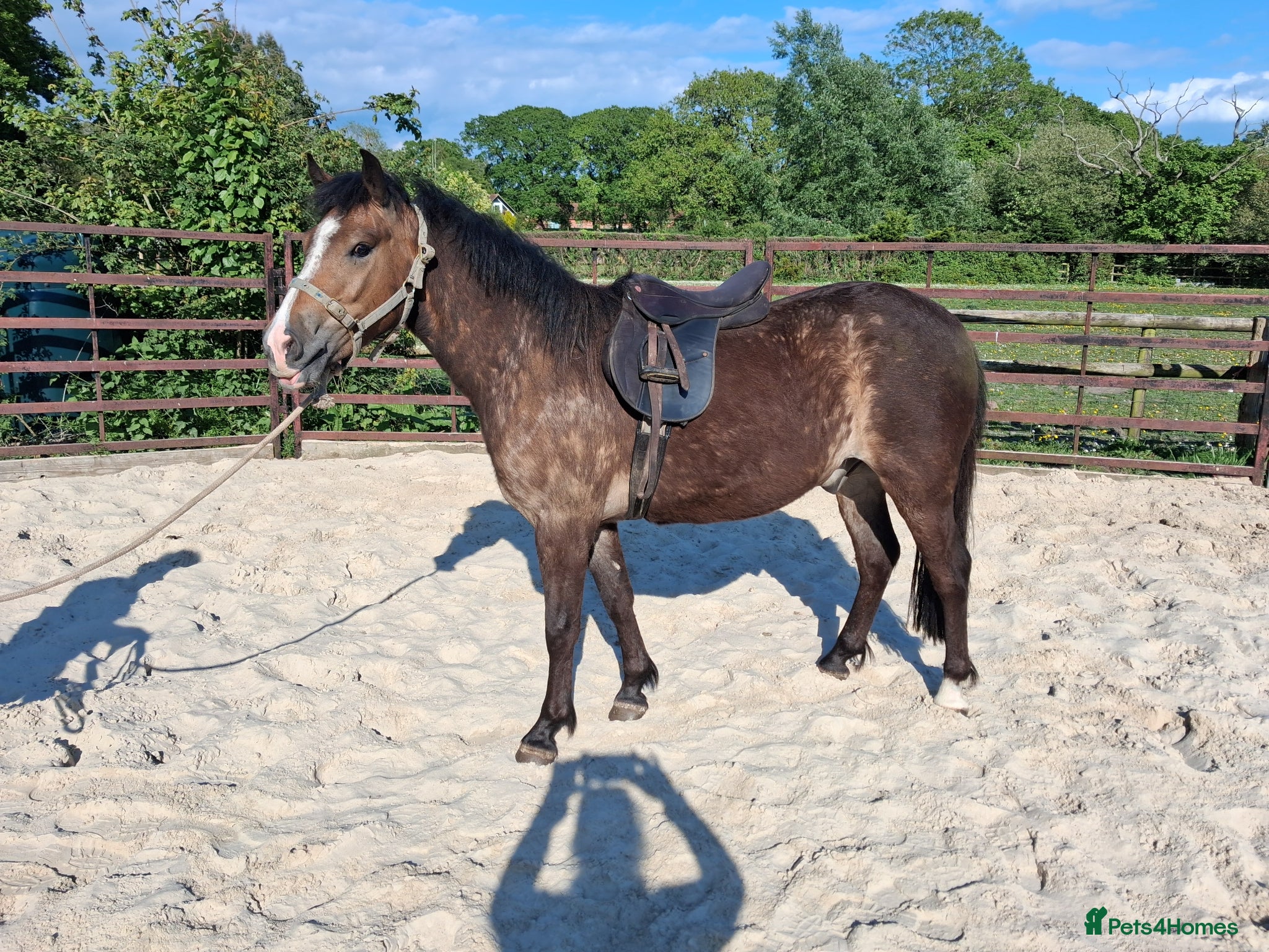 New Forest horses Smart NF gelding - Advert 1