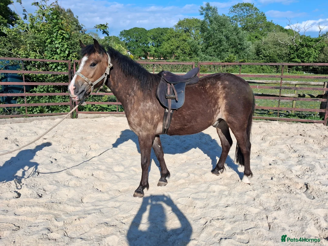 New Forest horses for sale: Smart NF gelding - Advert 1