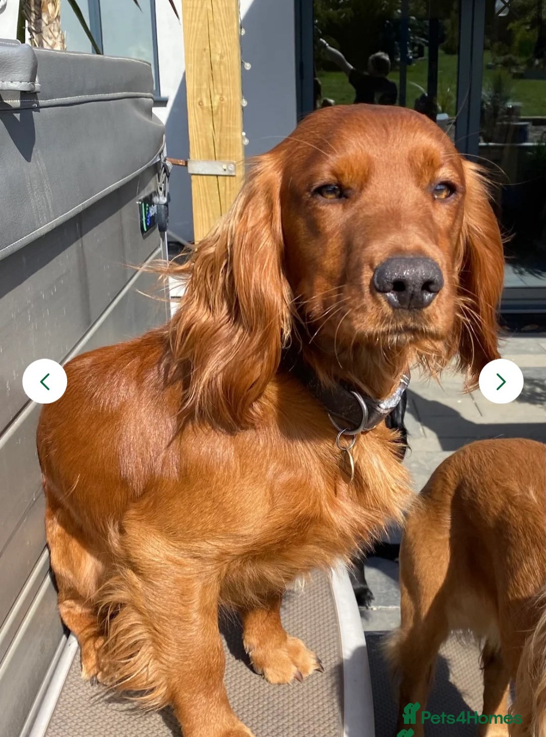 Cocker Spaniel dogs for sale: 🐾Working cocker spaniel puppies🐾 - Image 7