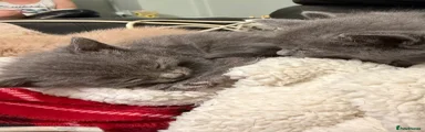 Mixed Breed Kitten 2