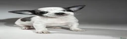 Chihuahua dogs for sale: Chihuahua puppies  - Advert 3