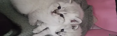 Scottish Fold Kitten 3