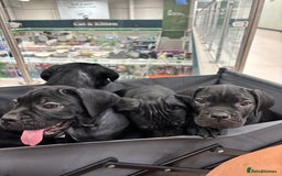 Cane Corso dogs for sale:  Reg - UKBKC Cane Corsos loyal family guardians  - Image 4