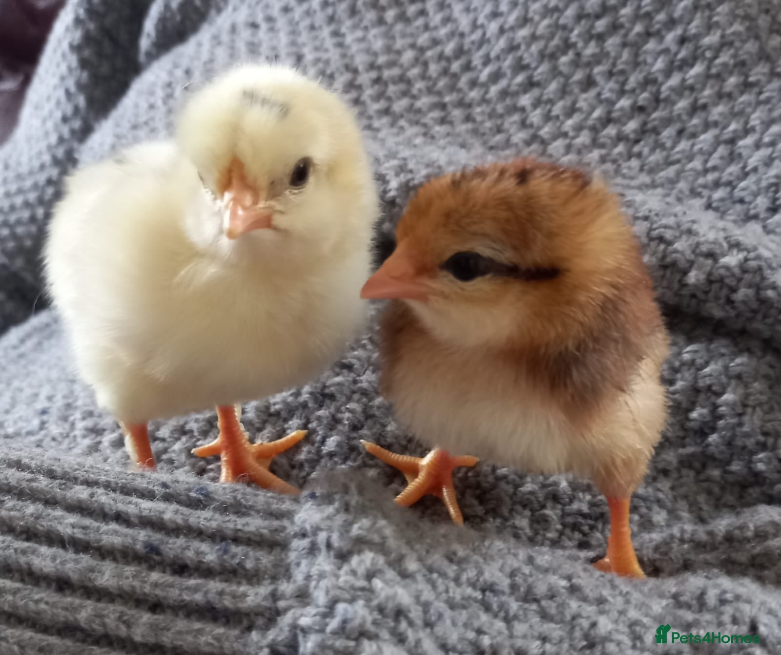 Chickens poultry for sale: Maron cross warren chicks - Advert 1