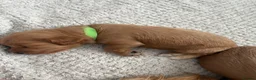 Cockapoo dogs for sale: Cockapoo puppies looking for they forever home  in Tredegar - Advert 13