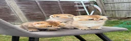 Scottish Fold cats for sale: British golden cat - Advert 11