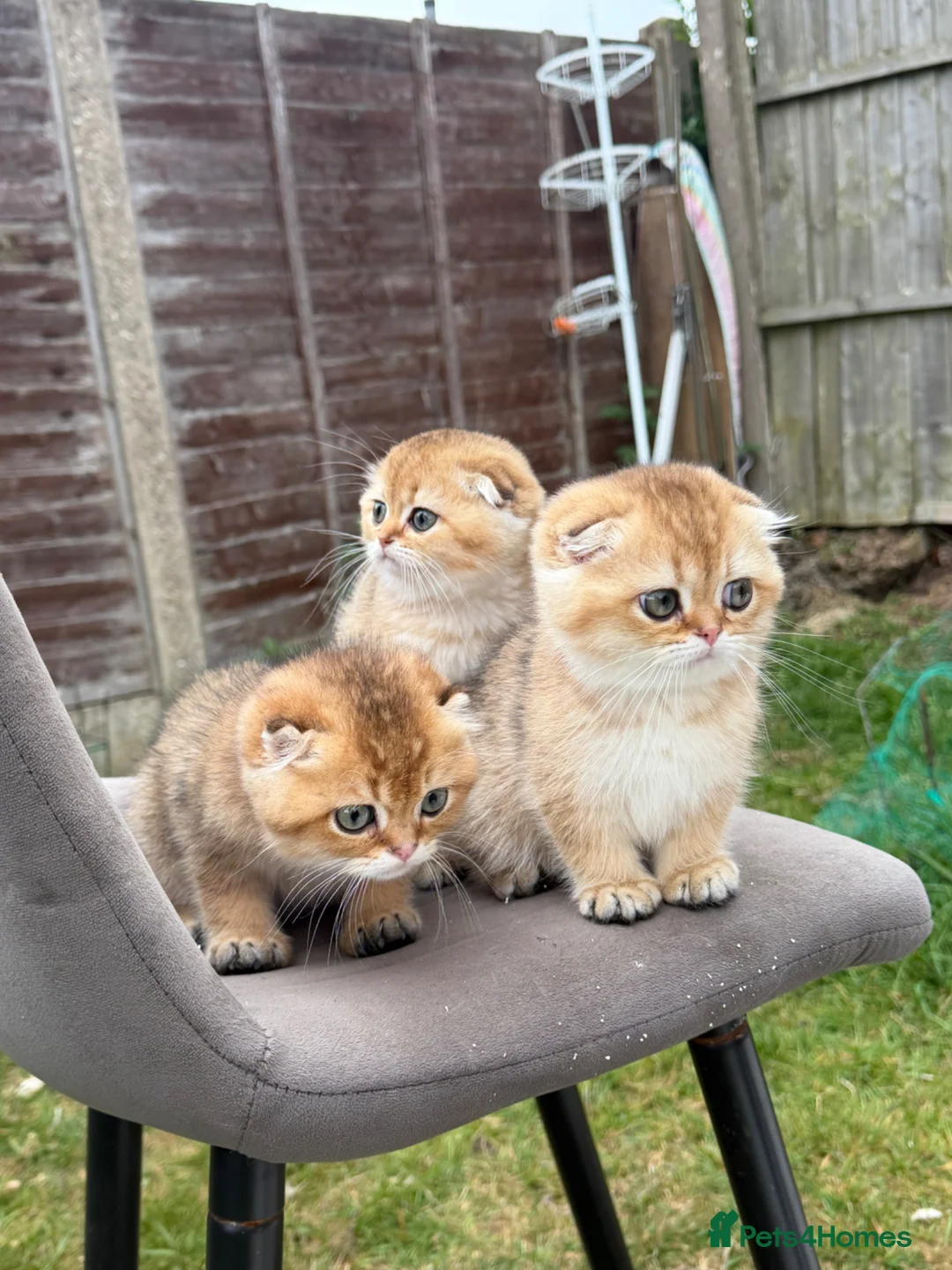 Scottish Fold cats for sale: British golden cat - Advert 11