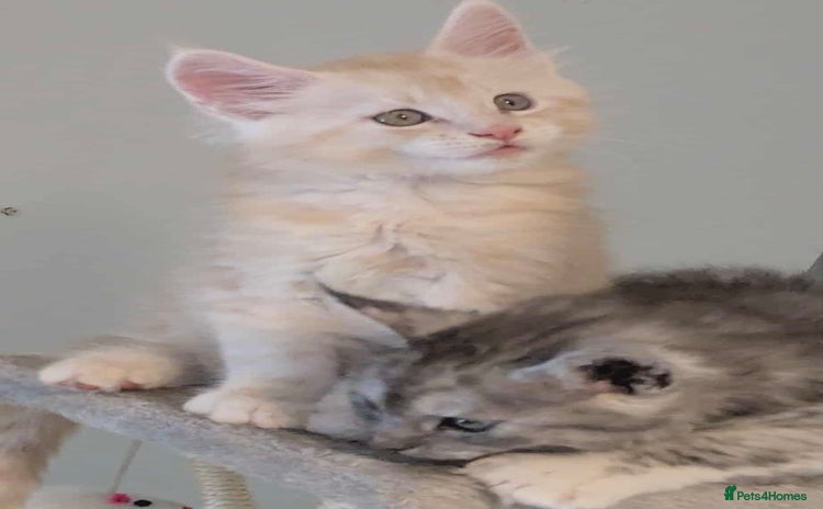 Maine Coon cats - Advert 16