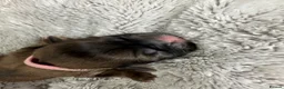 Shih Tzu dogs for sale: Imperial Shih Tzu X Shorkie Puppies!! - Advert 22