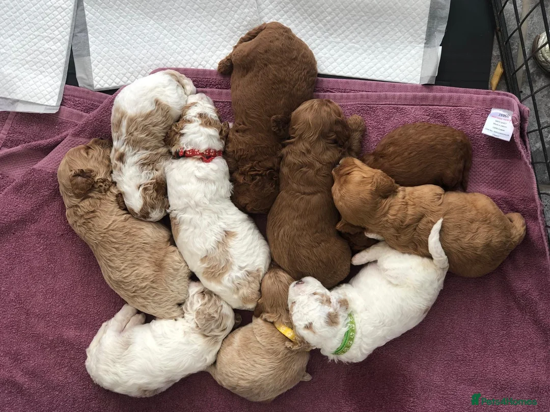 Cavapoo dogs for stud: F1 PROVEN Toy Cavapoo DNA Clear stud in Stafford - Advert 38