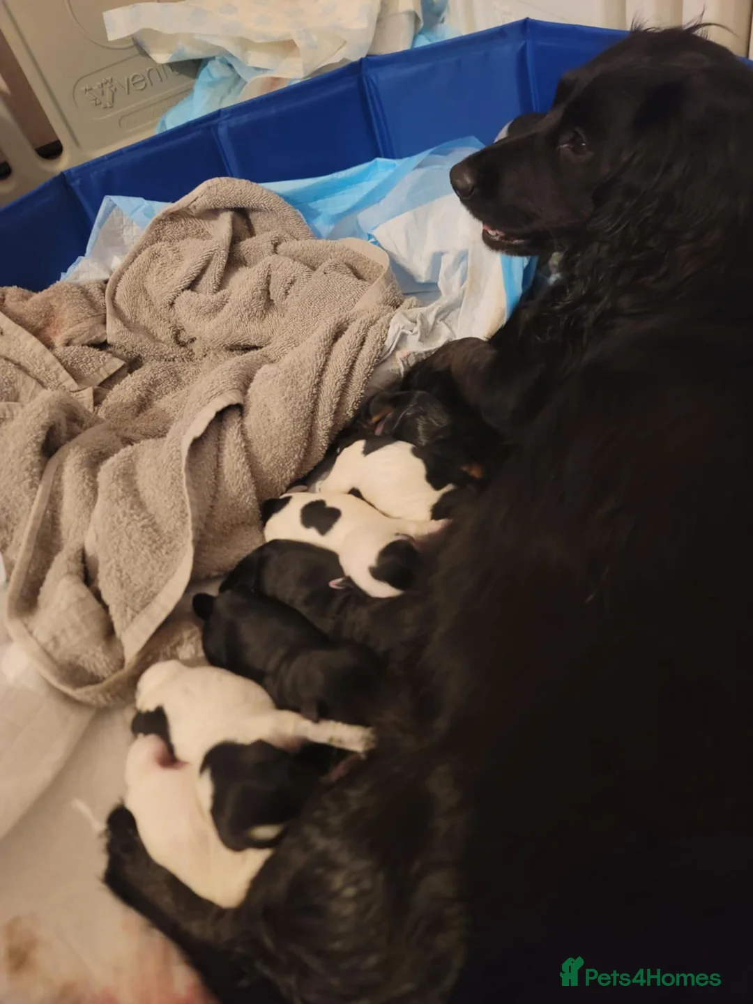 Cockapoo dogs for sale: The Magnificent fully-vaccinated Seven  in Romford - Advert 22