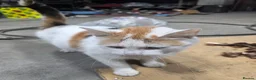 Mixed Breed cats for sale: Mixed breeding all kittens healthy very friendly - Advert 12