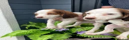 Cocker Spaniel dogs for sale: Cocker spaniel puppies  in Bedlington - Advert 15