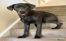 Great Dane dogs for sale: Beautiful Great Dane puppy looking for a home - Advert 6
