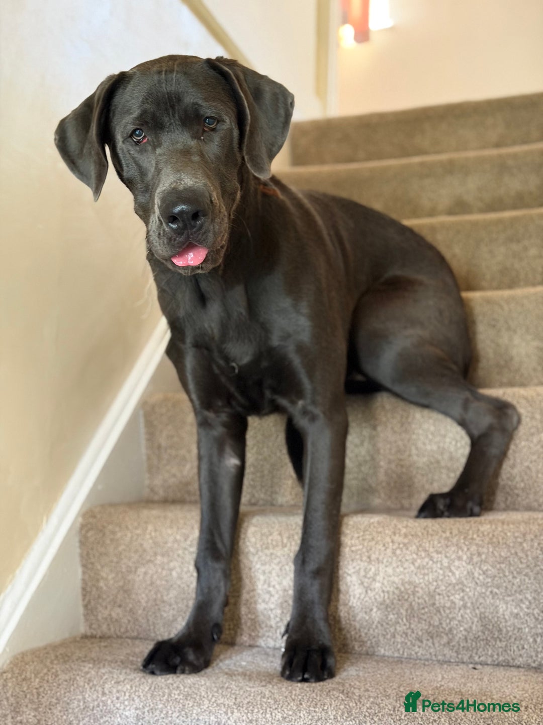 Great Dane dogs for sale: Beautiful Great Dane puppy looking for a home - Advert 6
